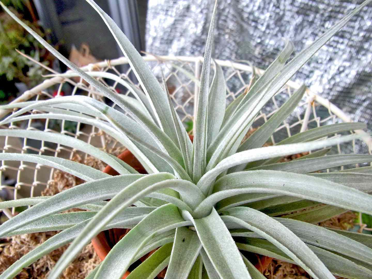 'White Star' air plant with whitish-green leaves