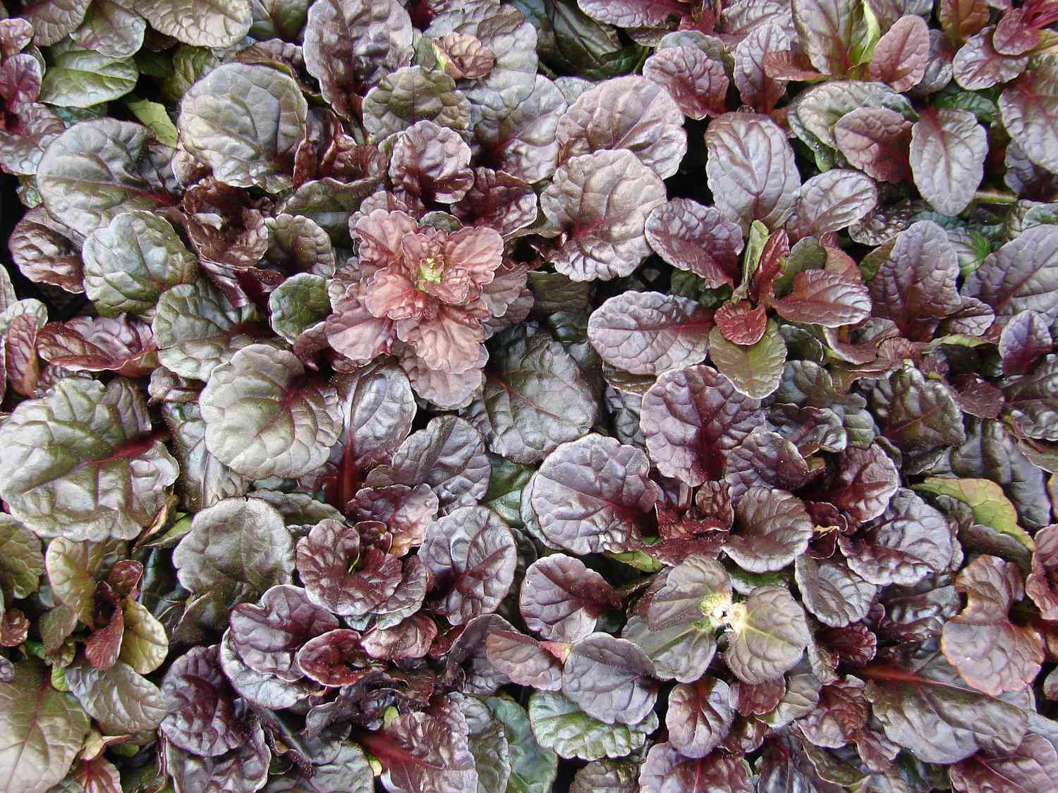 Ajuga reptans Mahagoni