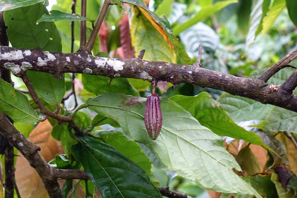 Branche de cacaoyer avec fève de cacao suspendue au milieu contre de grandes feuilles