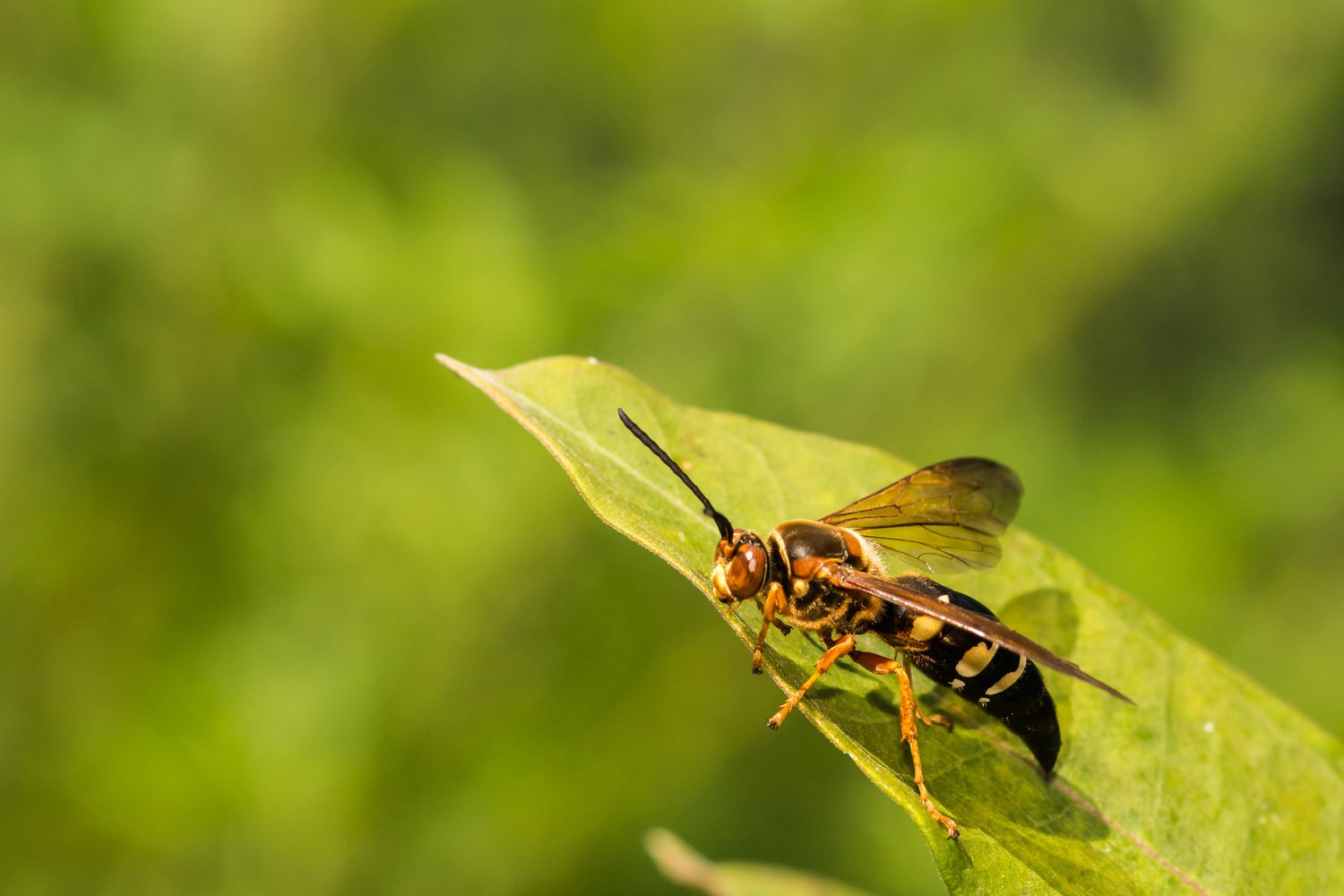 Avispa asesina de la cigarra oriental hembra