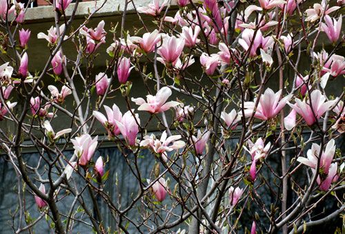 Himmelsduft-Magnolienbäume in Blüte.