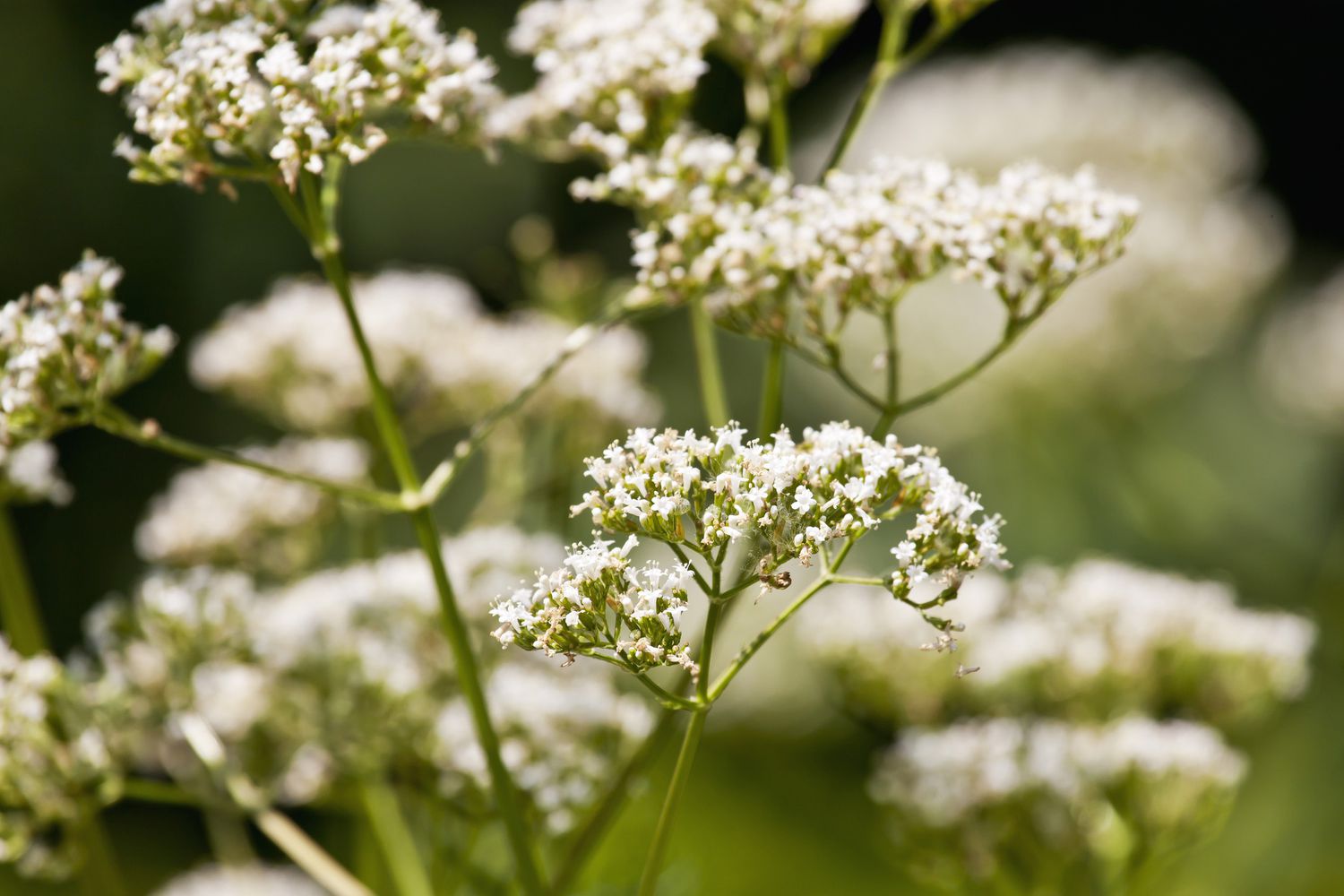 Valeriana (Valeriana officinalis)