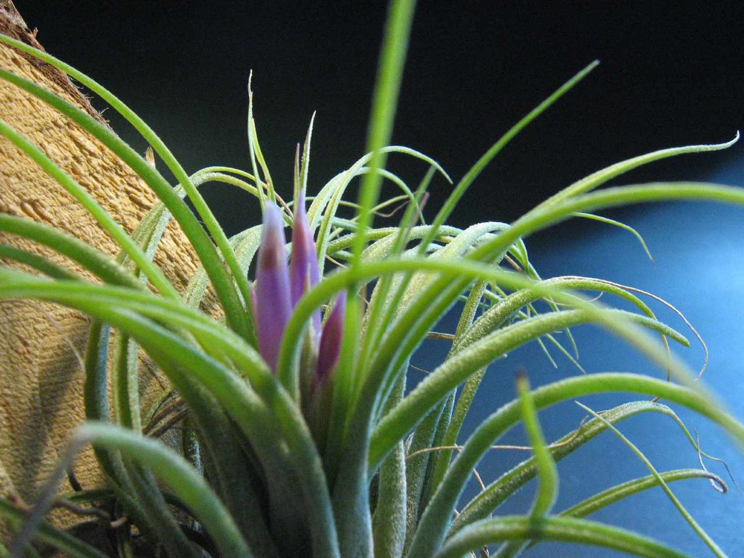 Tillandsia kolbii airplant with purple flower bloom closeup