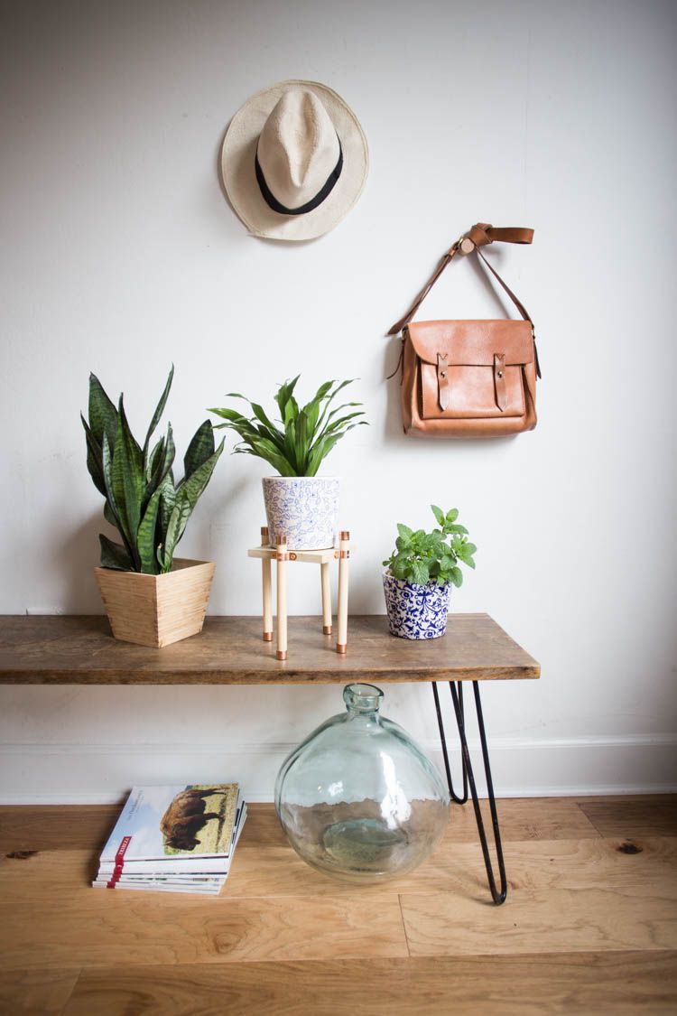 Plusieurs plantes présentées sur une table basse.