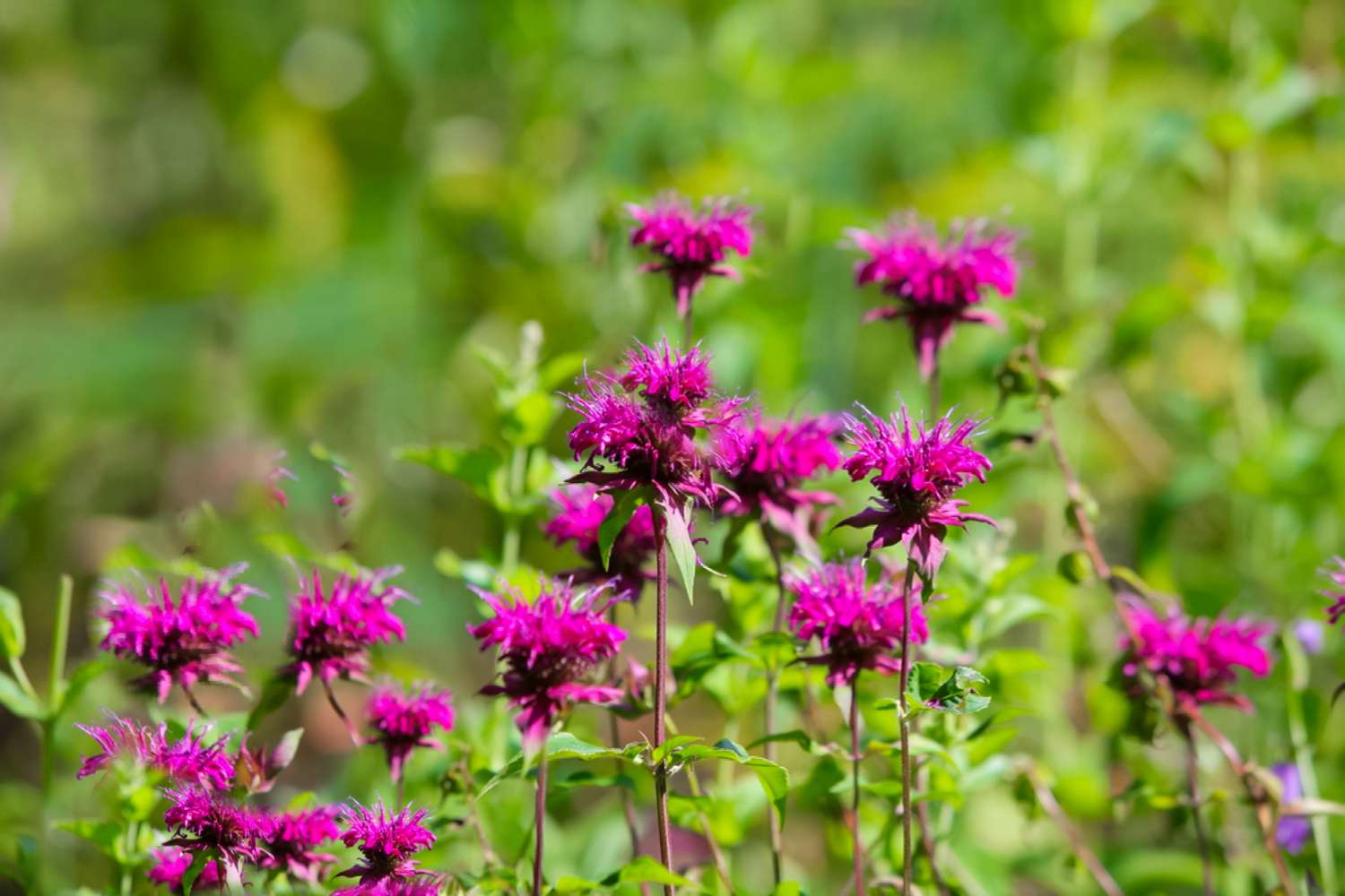 red bee balm
