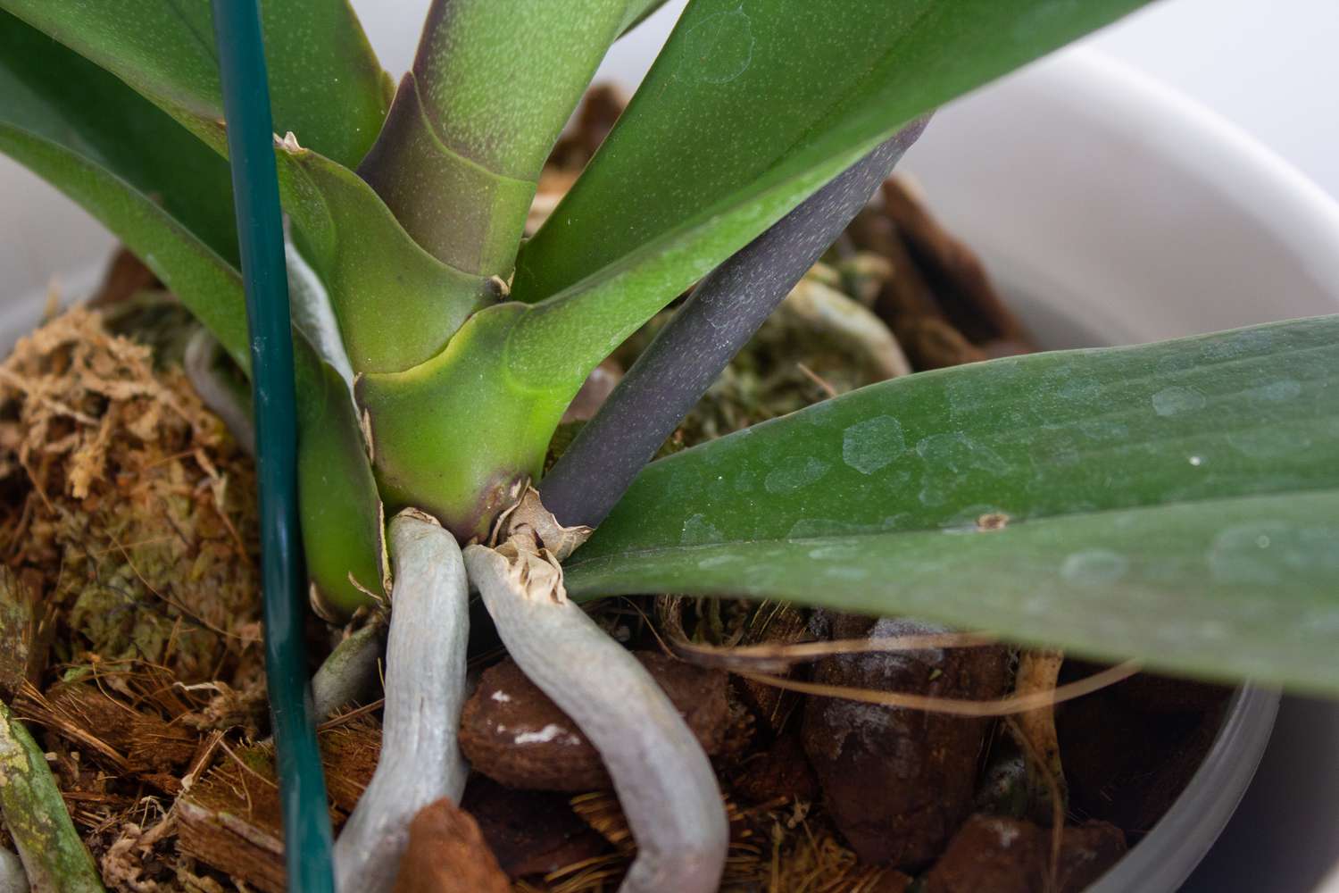 closeup of orchid roots