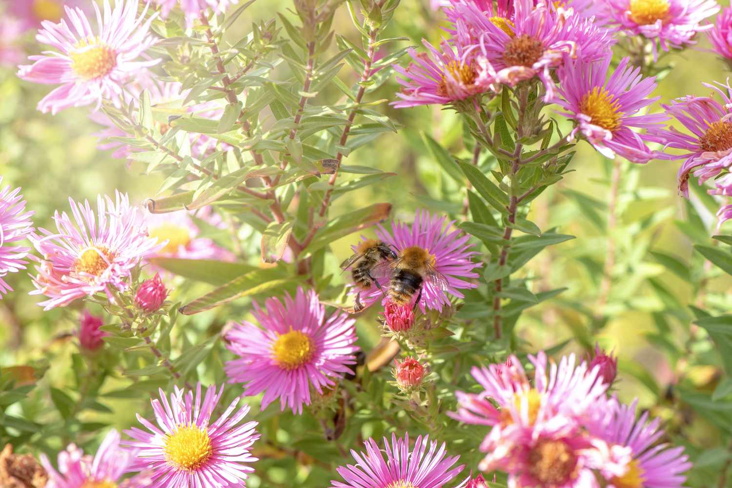 Schöne, im Spätsommer blühende Asterblüten, auch bekannt als Symphyotrichum oder Michaelmass Gänseblümchen, mit einer Honigbiene beim Pollensammeln