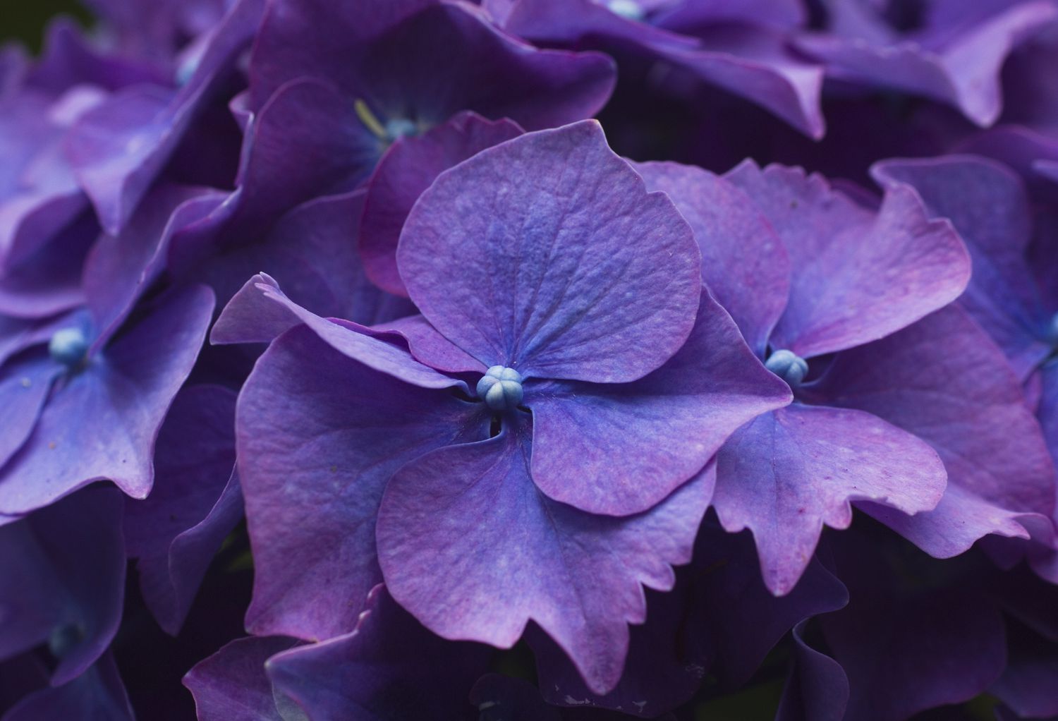 Kelchblätter der violetten Hortensienstrauchblüte