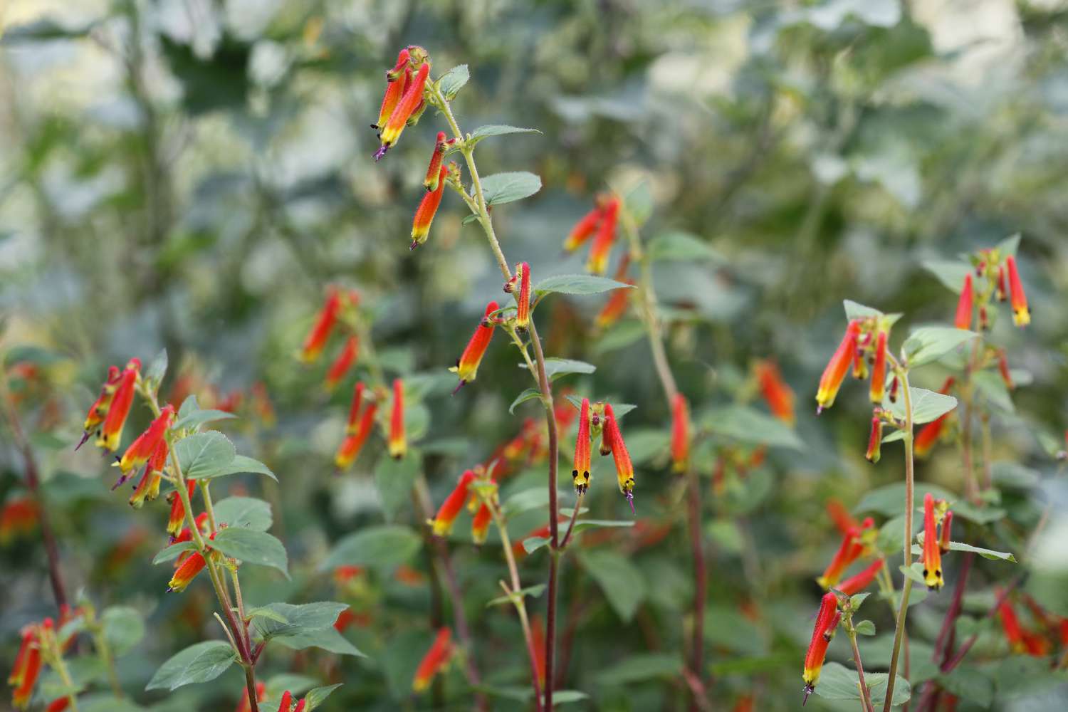Planta petardo (Cuphea cyanea)