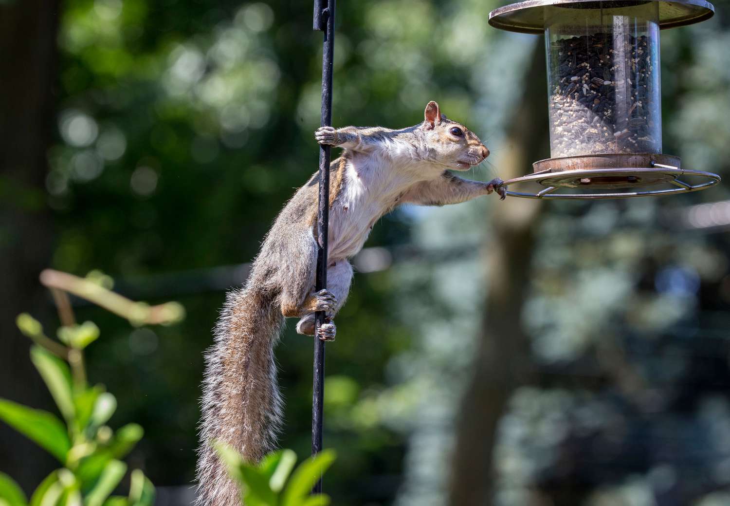 Ein Eichhörnchen, das nach einem Vogelfutterhäuschen greift