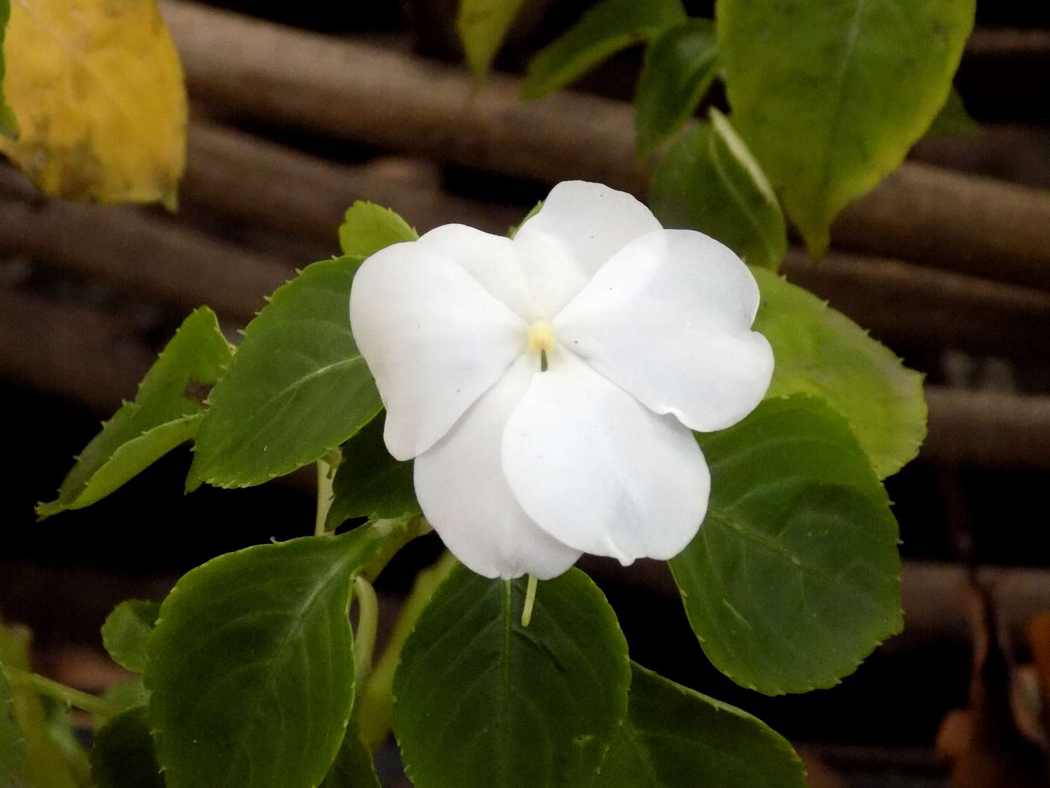 Fleißige Lieschenpflanze (Ipatiens walleriana) mit weißen Blüten