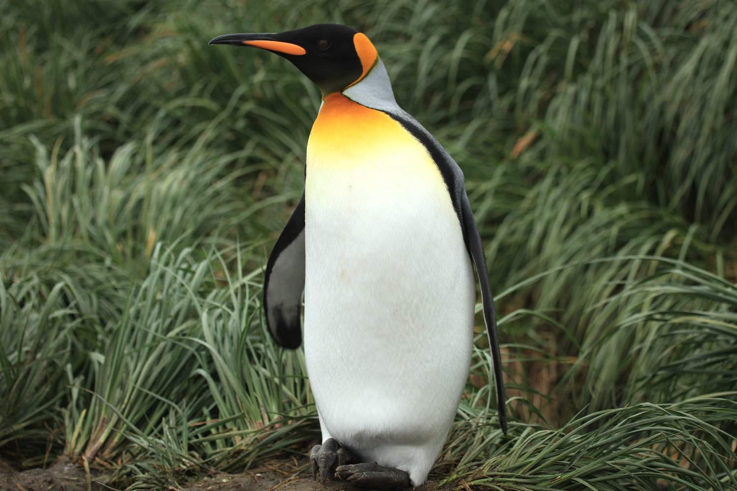 Rey Pingüino