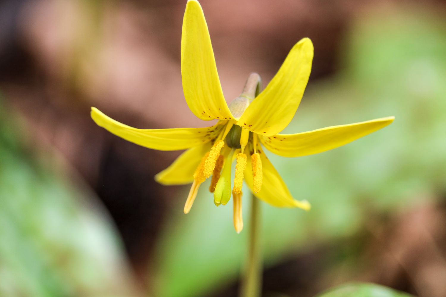 Yellow Trout Lily (Erythronium americanum)