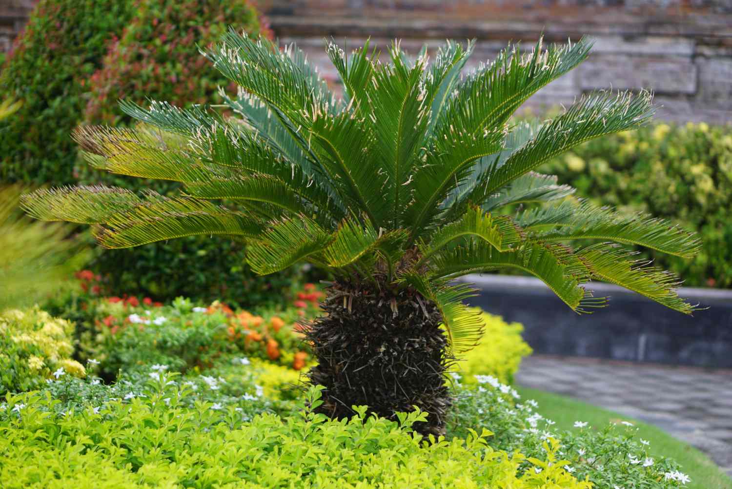 Palmier sagou avec des feuilles à frondes raides sur un tronc court et épineux entouré de plantes paysagères