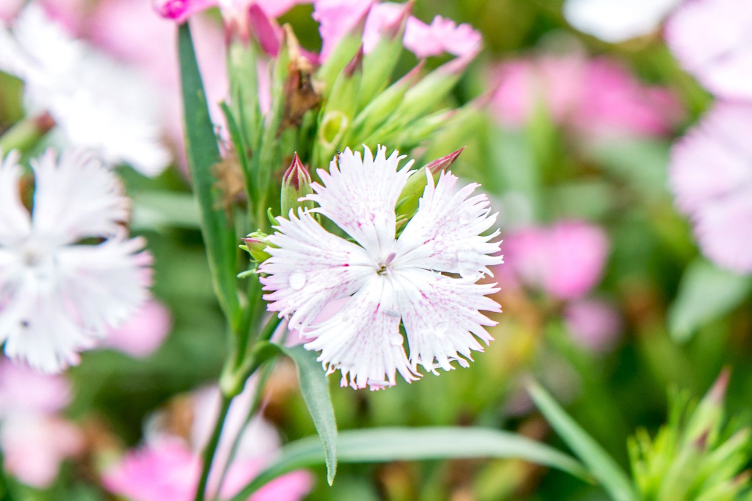 closeup of a perennial dianthus flower