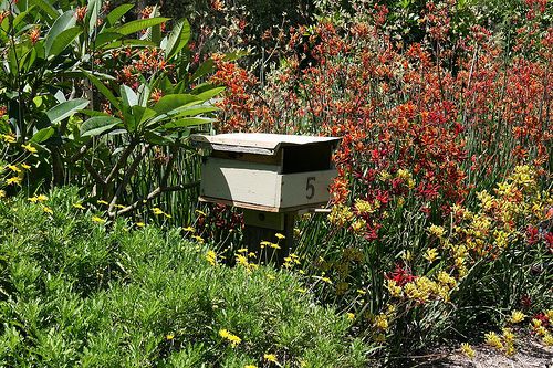 Exotic Mailbox Flowers