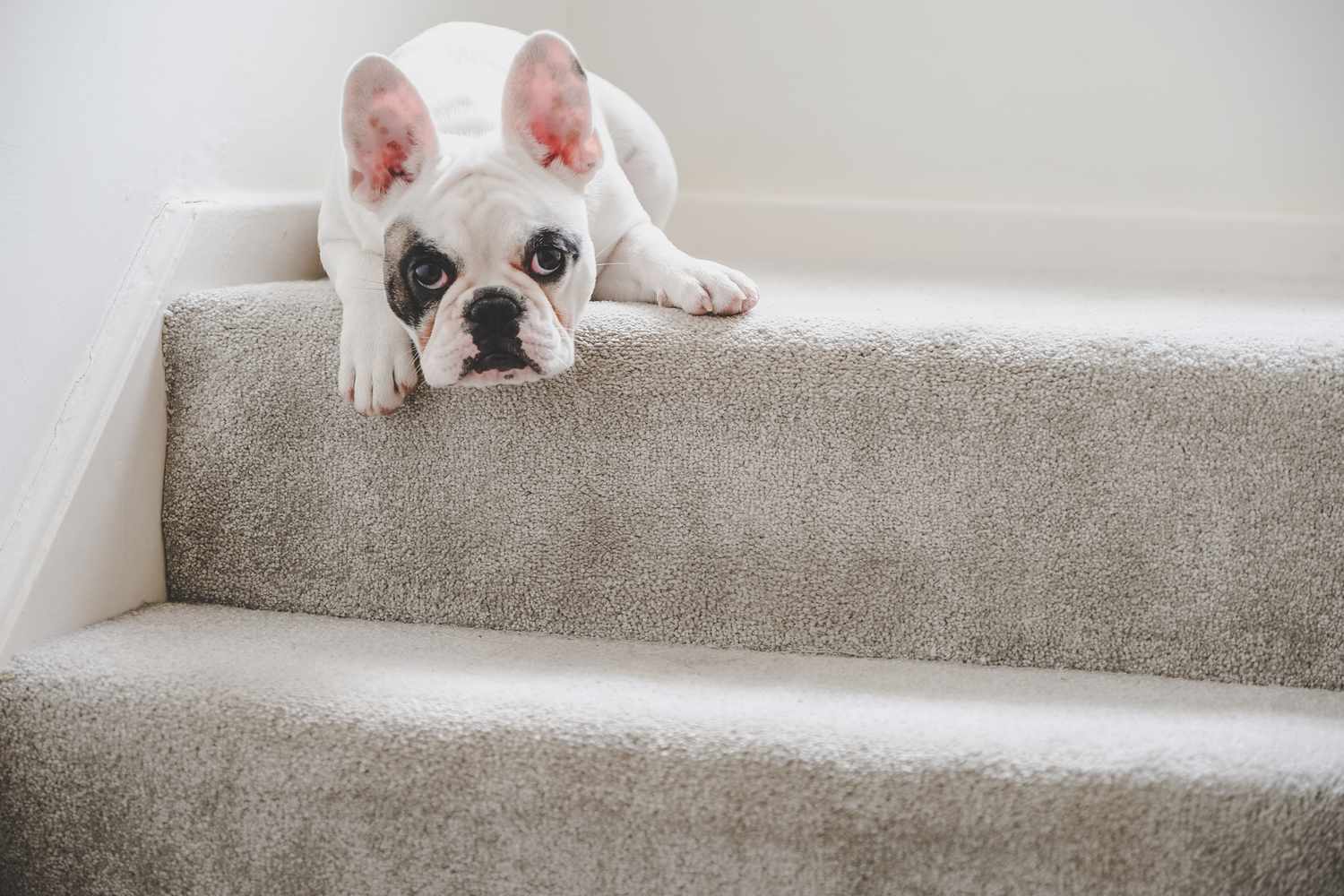 Cachorro de Bulldog francés descansando en el rellano de la escalera, Inglaterra