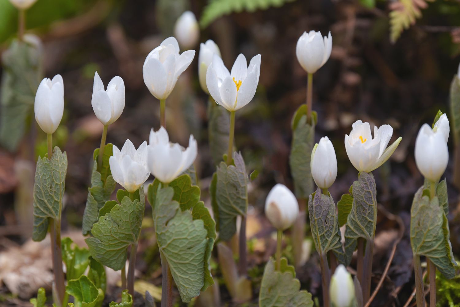 Blutwurz weiße Blütenknospen und sich öffnende Blüten mit gelappten und geäderten Blättern an dünnen Stielen