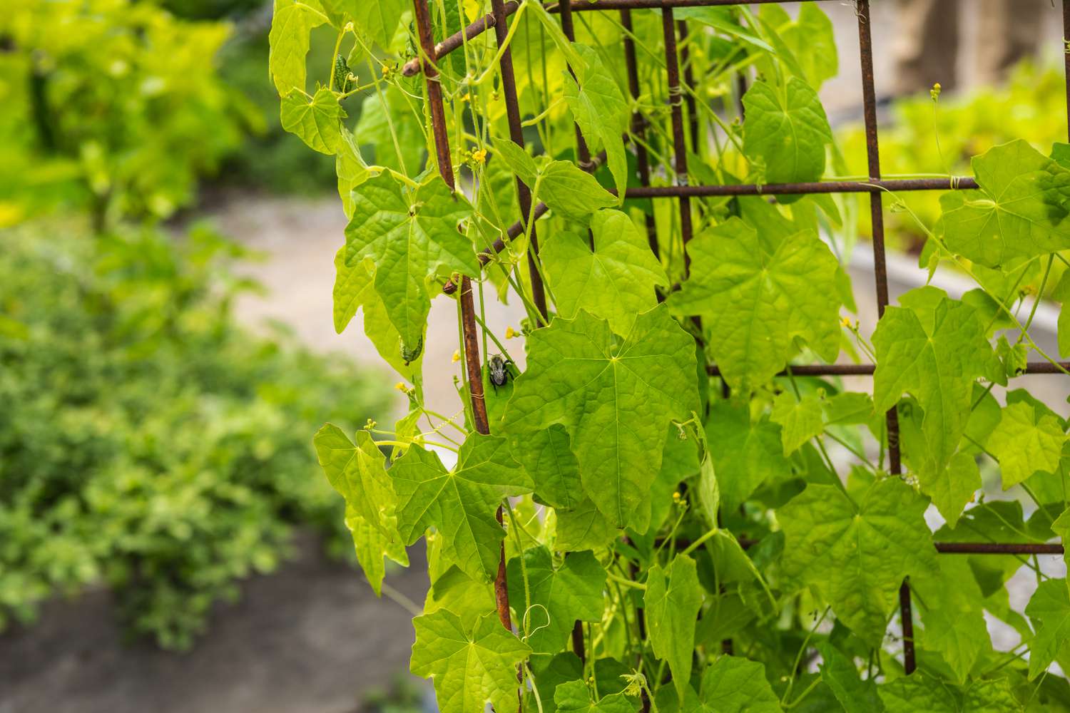 Cucamelon Blätter und Spalier