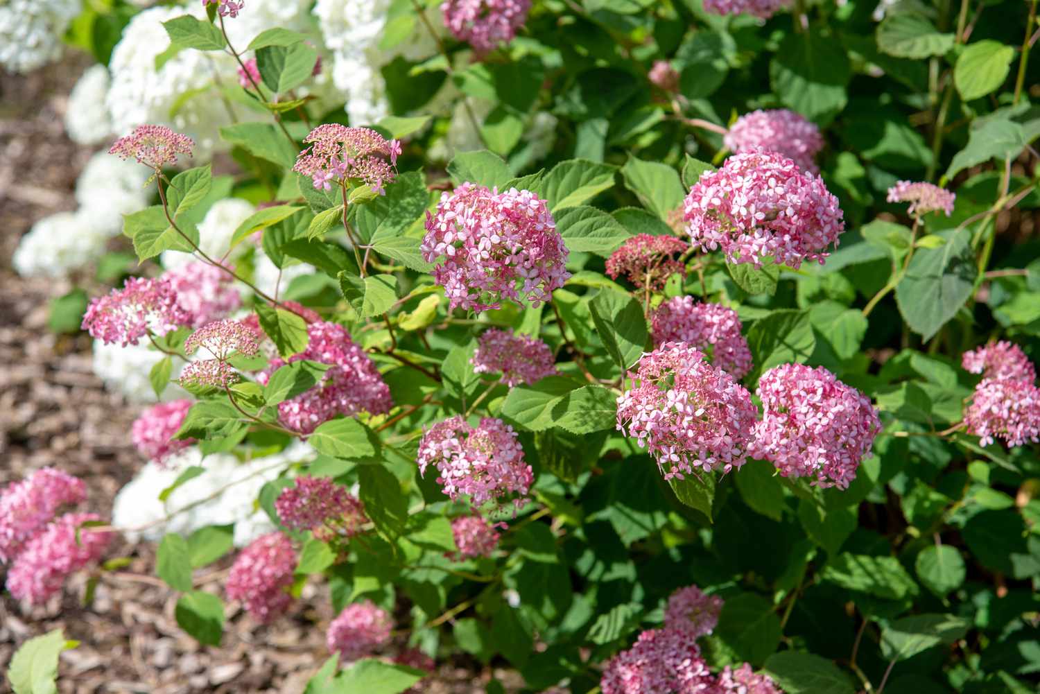 Zarter Hortensienstrauch mit rosa Blütenbüscheln im Sonnenlicht