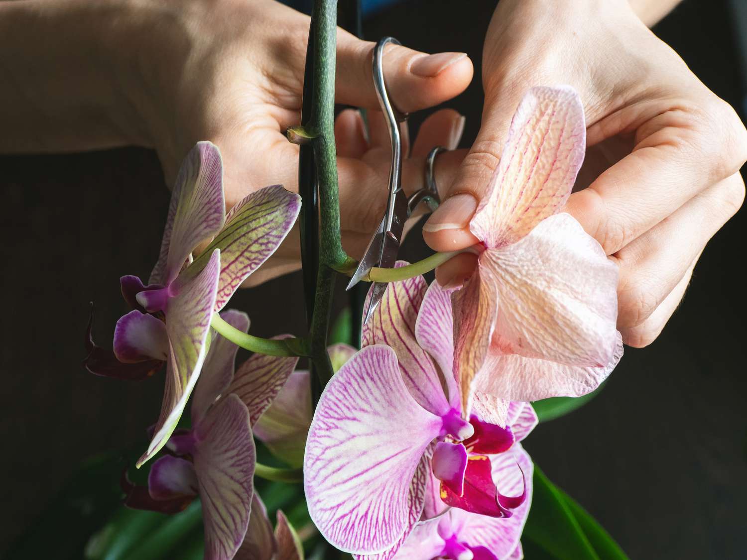 Wie man Orchideen beschneidet