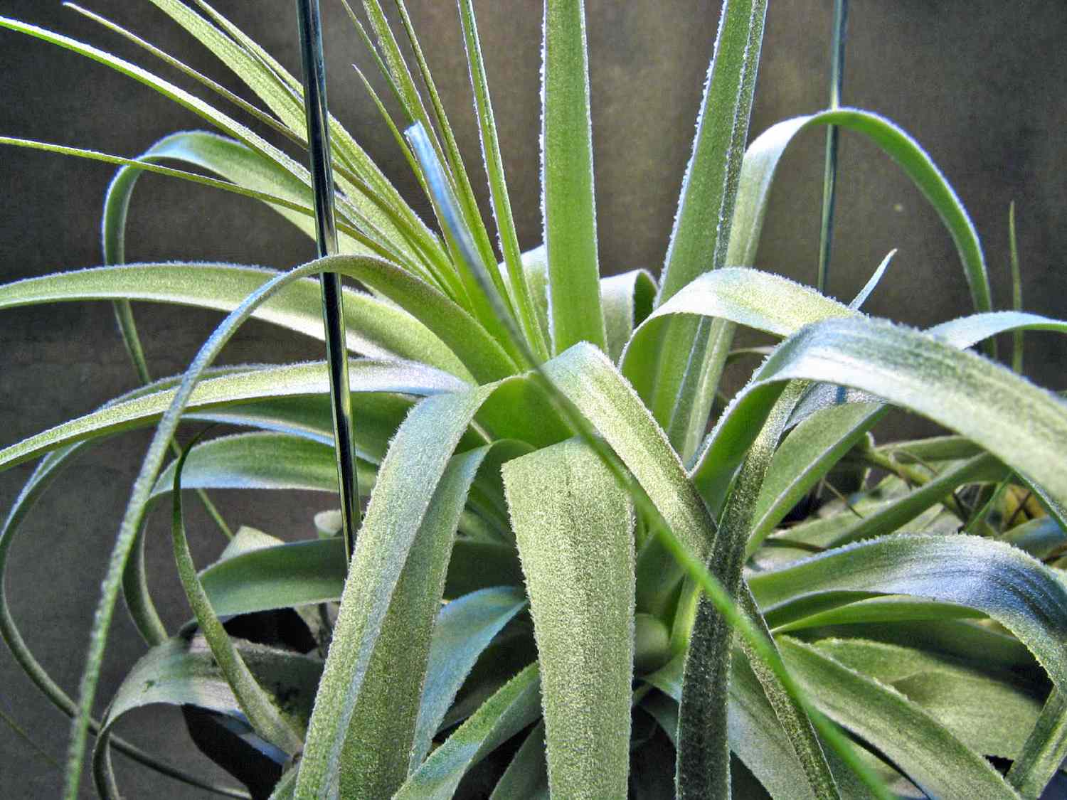 Planta de aire Gardneri con hojas verdes texturadas