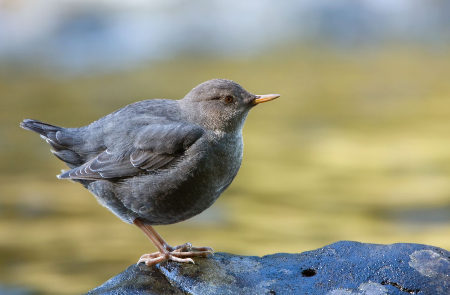 Amerikanische Wasseramsel