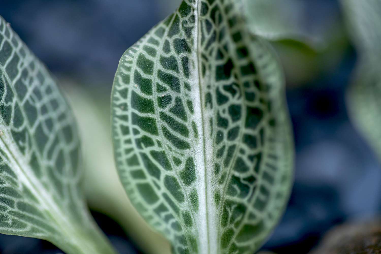 Klapperschlangenwegerichpflanze mit dunkelgrünem, elliptischem Blatt mit weißer Zeichnung in Nahaufnahme