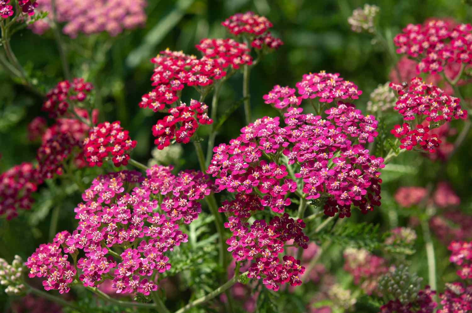 Schafgarbenpflanze mit roten Blüten im Garten