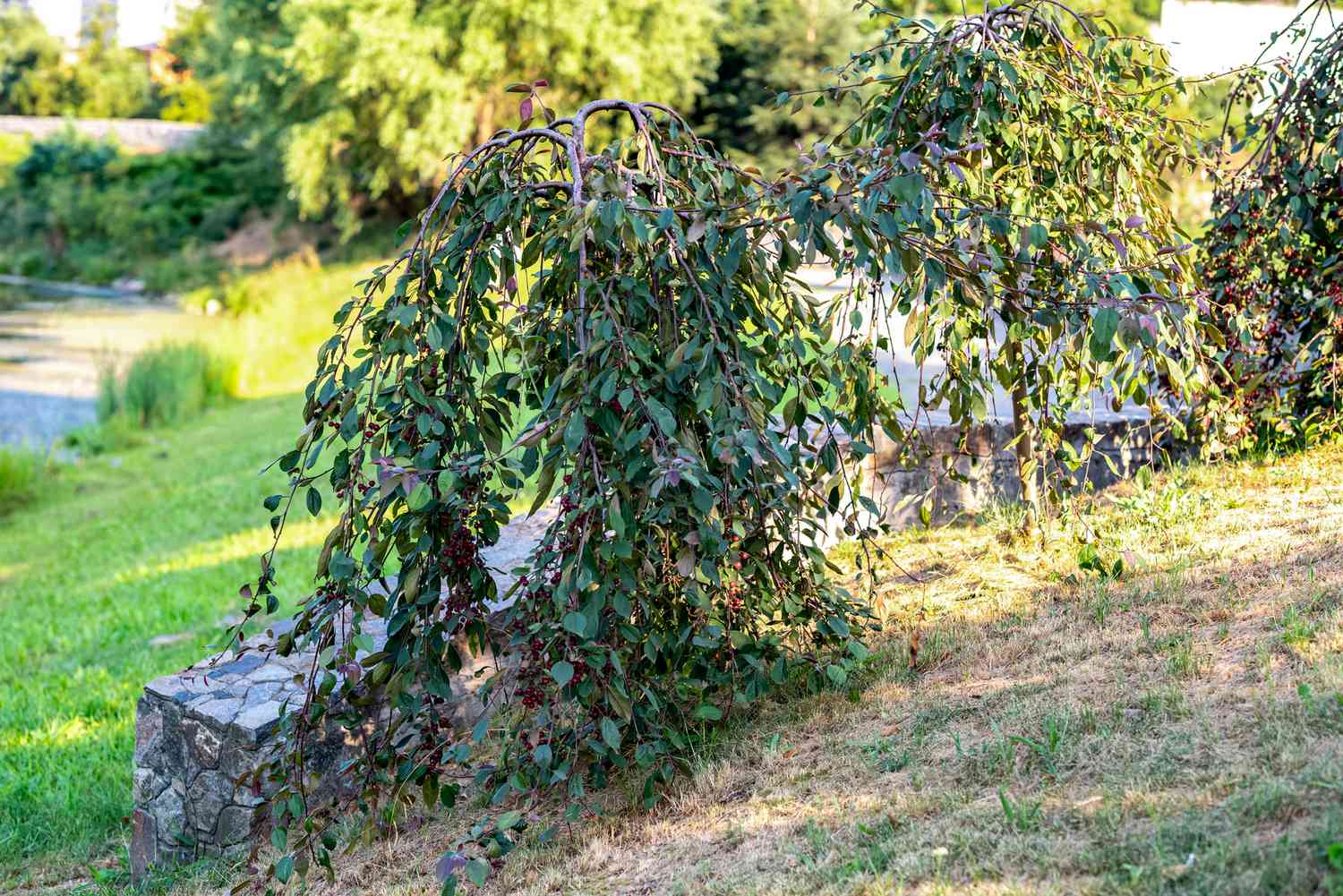 Roter Aronia-Strauch mit hängenden Zweigen mit länglichen Blättern an einer Steinmauer