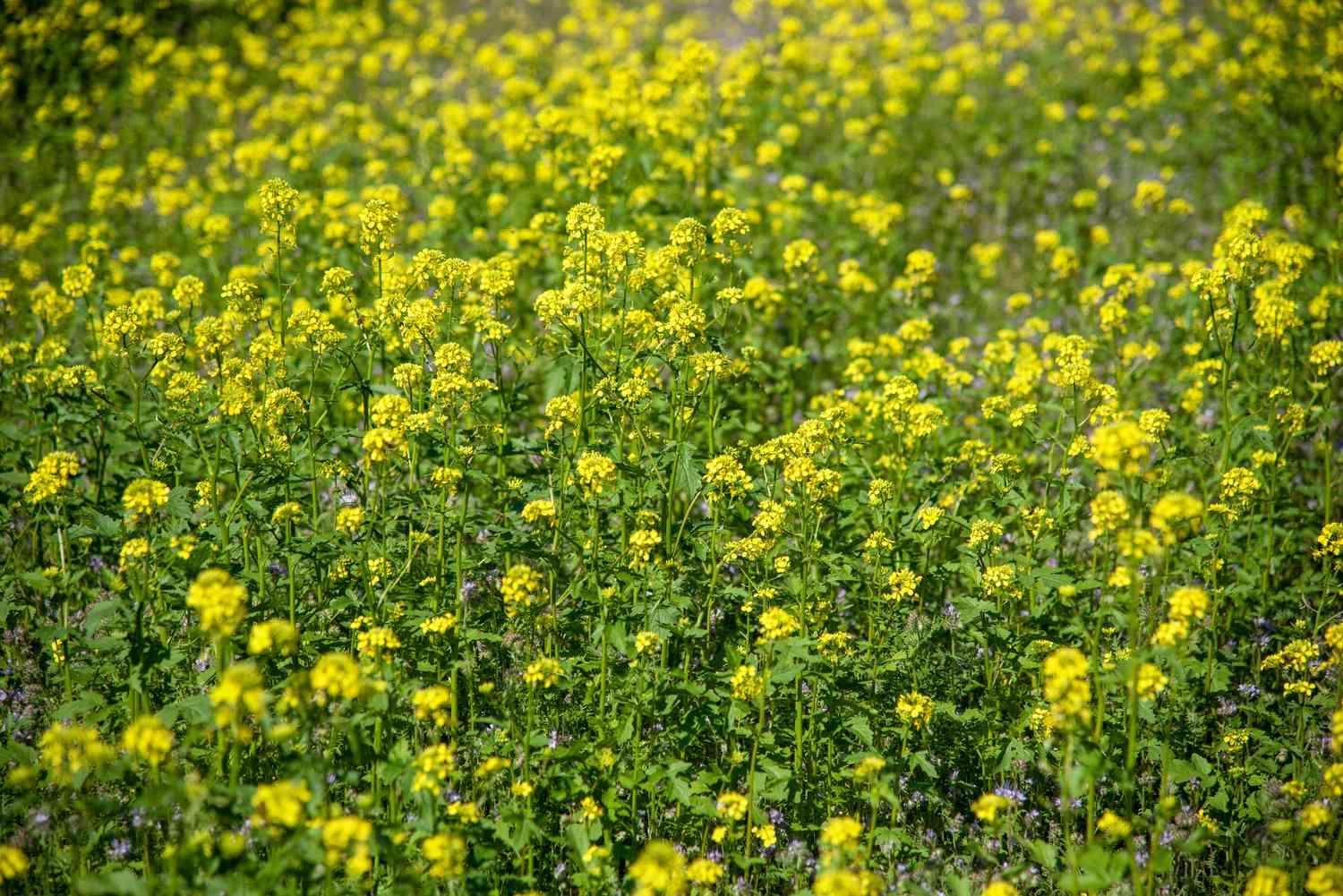 Plantas de hierba mostaza negra con pequeñas flores amarillas agrupadas en el campo