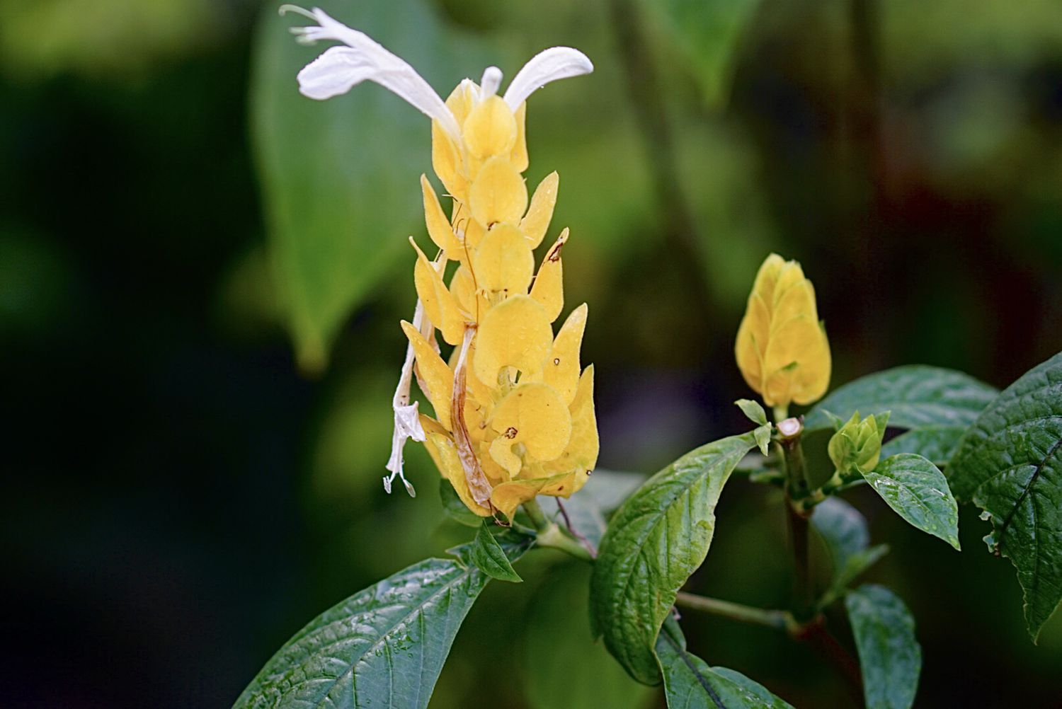 Goldene Garnelenpflanze mit gelben, geschichteten Staubgefäßen und drei kleinen weißen Blütenblättern an der Spitze in Nahaufnahme