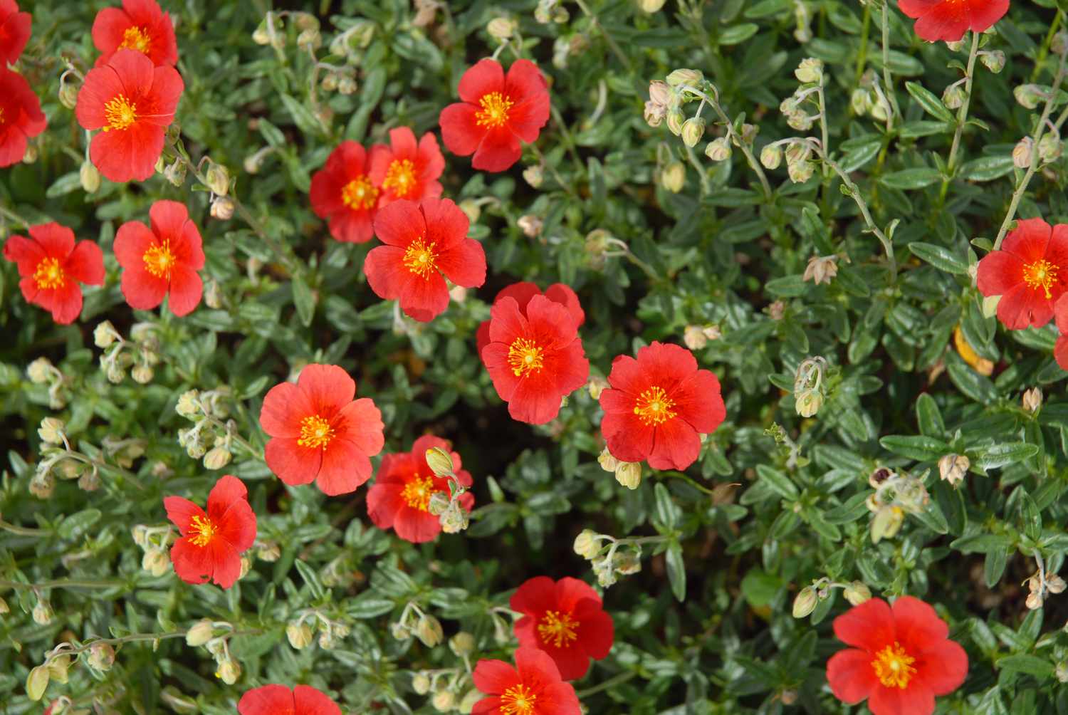 rock rose red