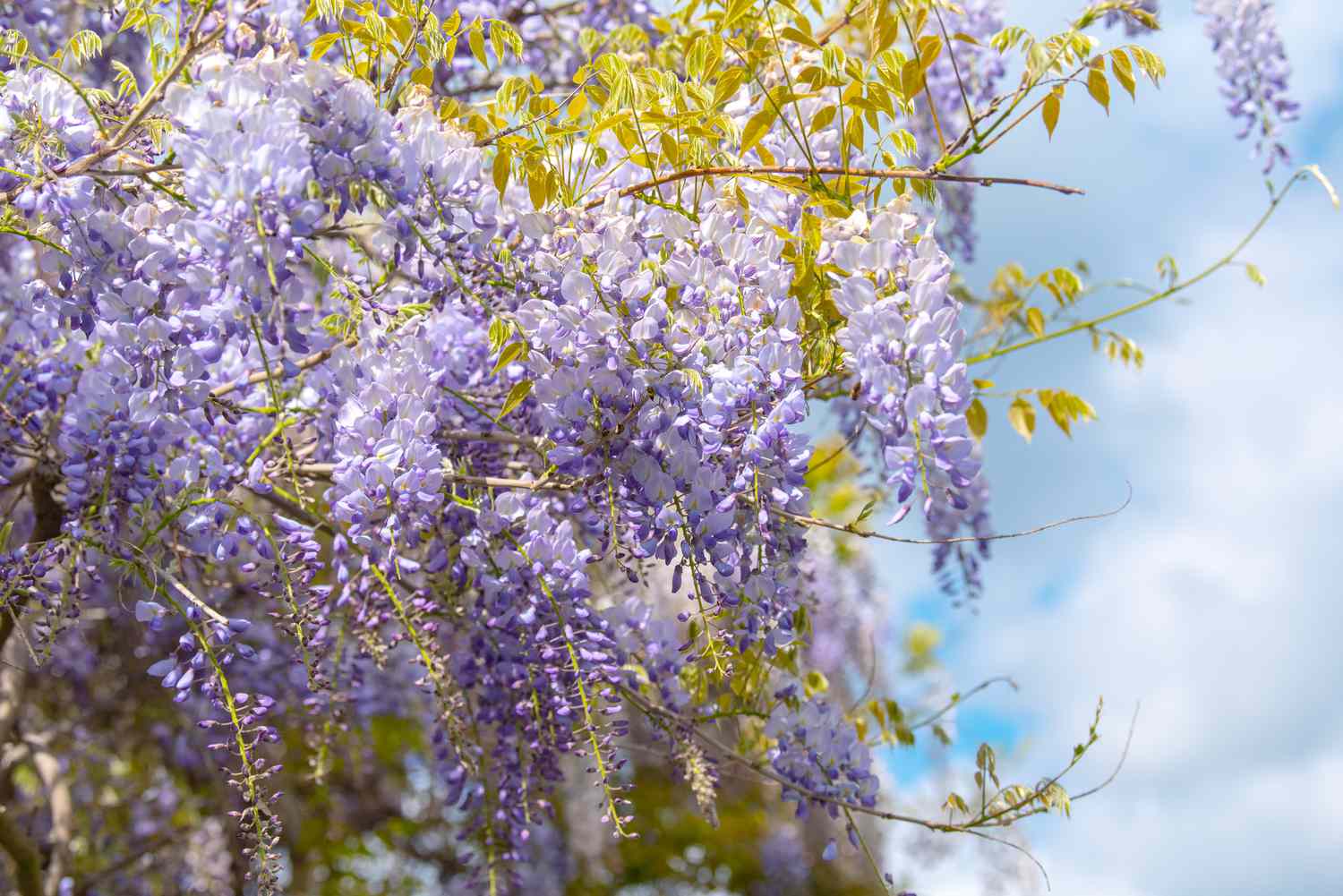 Chinesischer Glyzinienbaum mit violetten Blüten, die an Ranken hängen