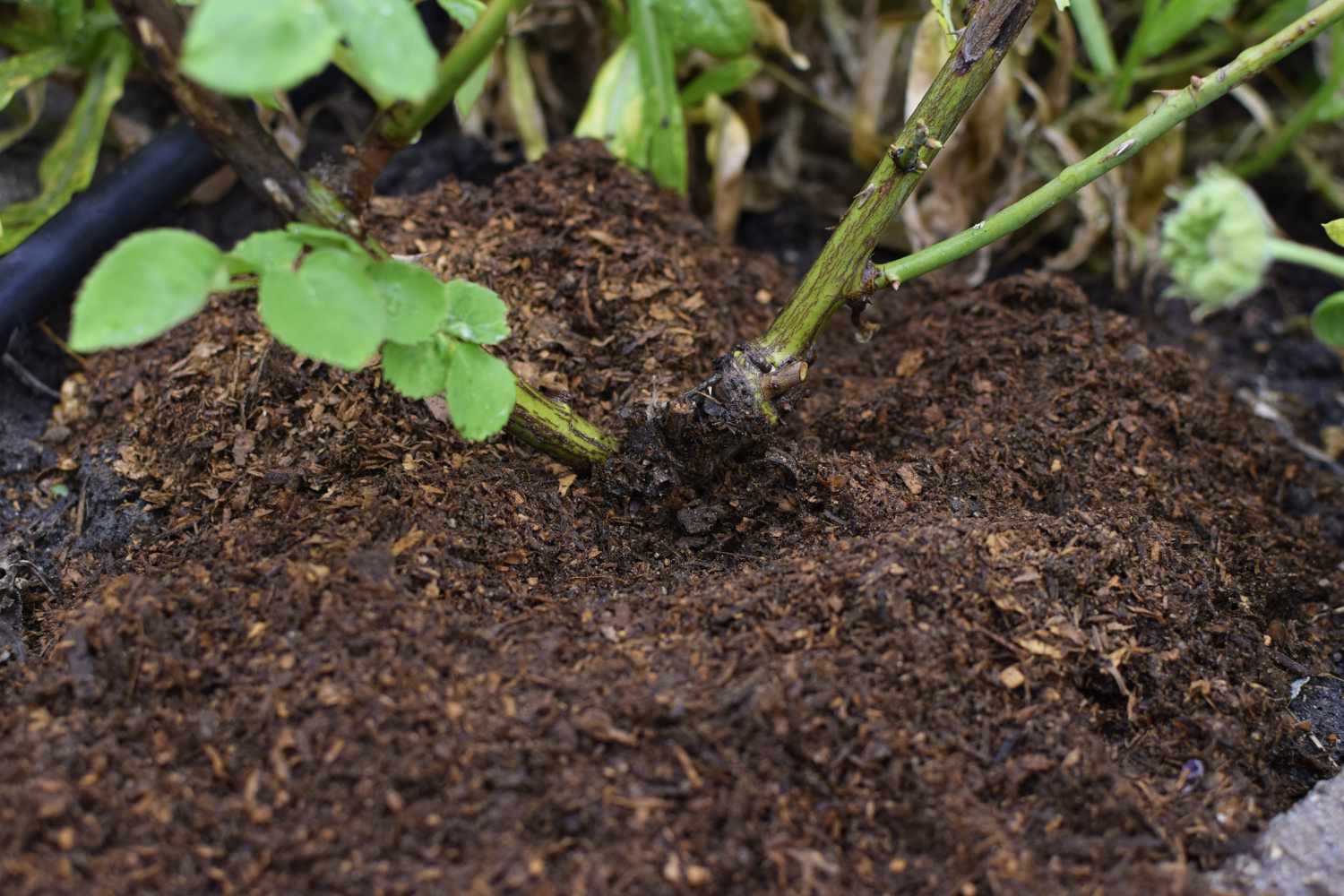 Graft union of rose roots covered with compost soil additive