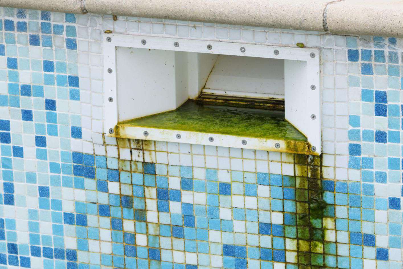 Grüner Algenschmutz vor der Reinigung des gefliesten Schwimmbeckens