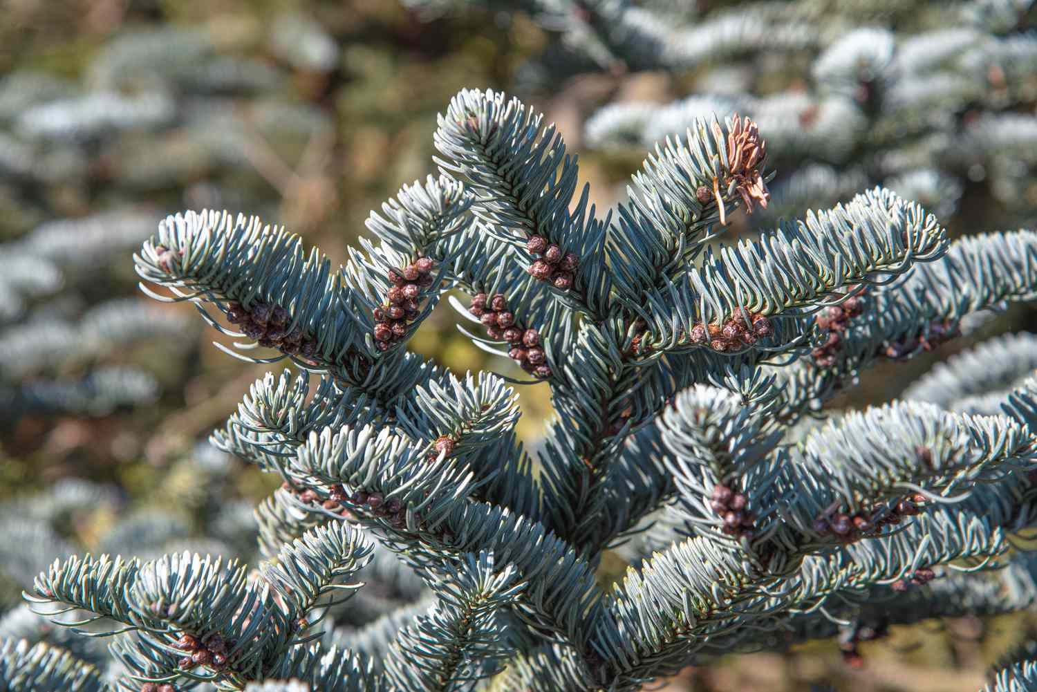 Branche de sapin noble avec de courtes aiguilles gris-vert avec de minuscules graines rondes à la lumière du soleil