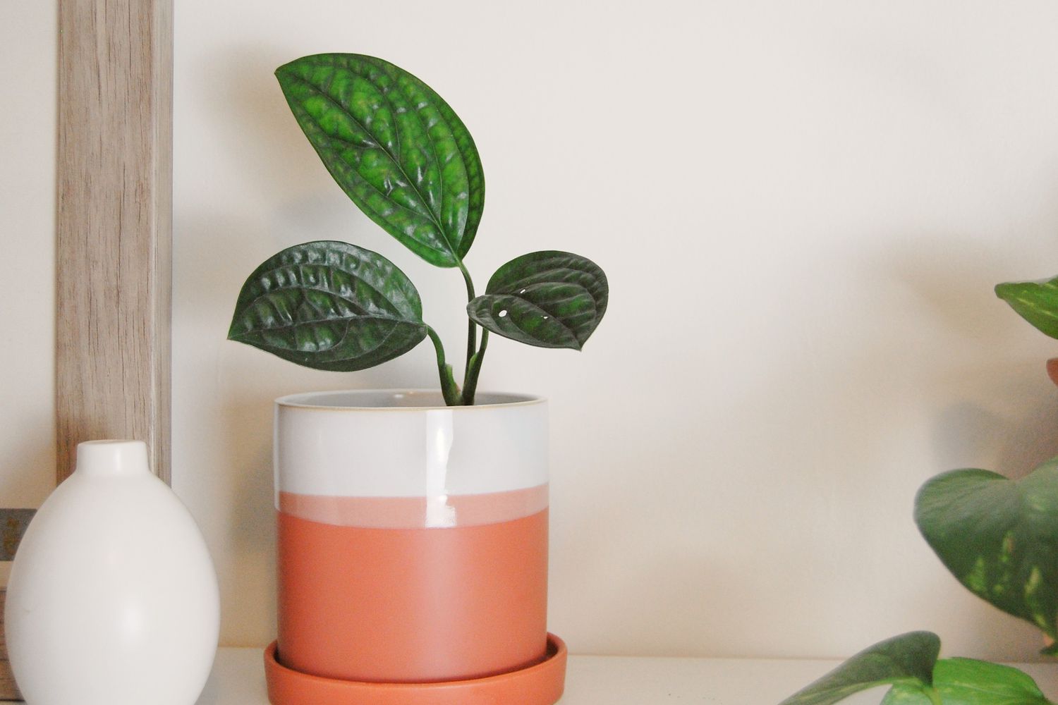 Un petit monstera Peru (Monstera karstenianum) dans un pot blanc et orange sur une étagère avec un cadre photo et un vase à côté.