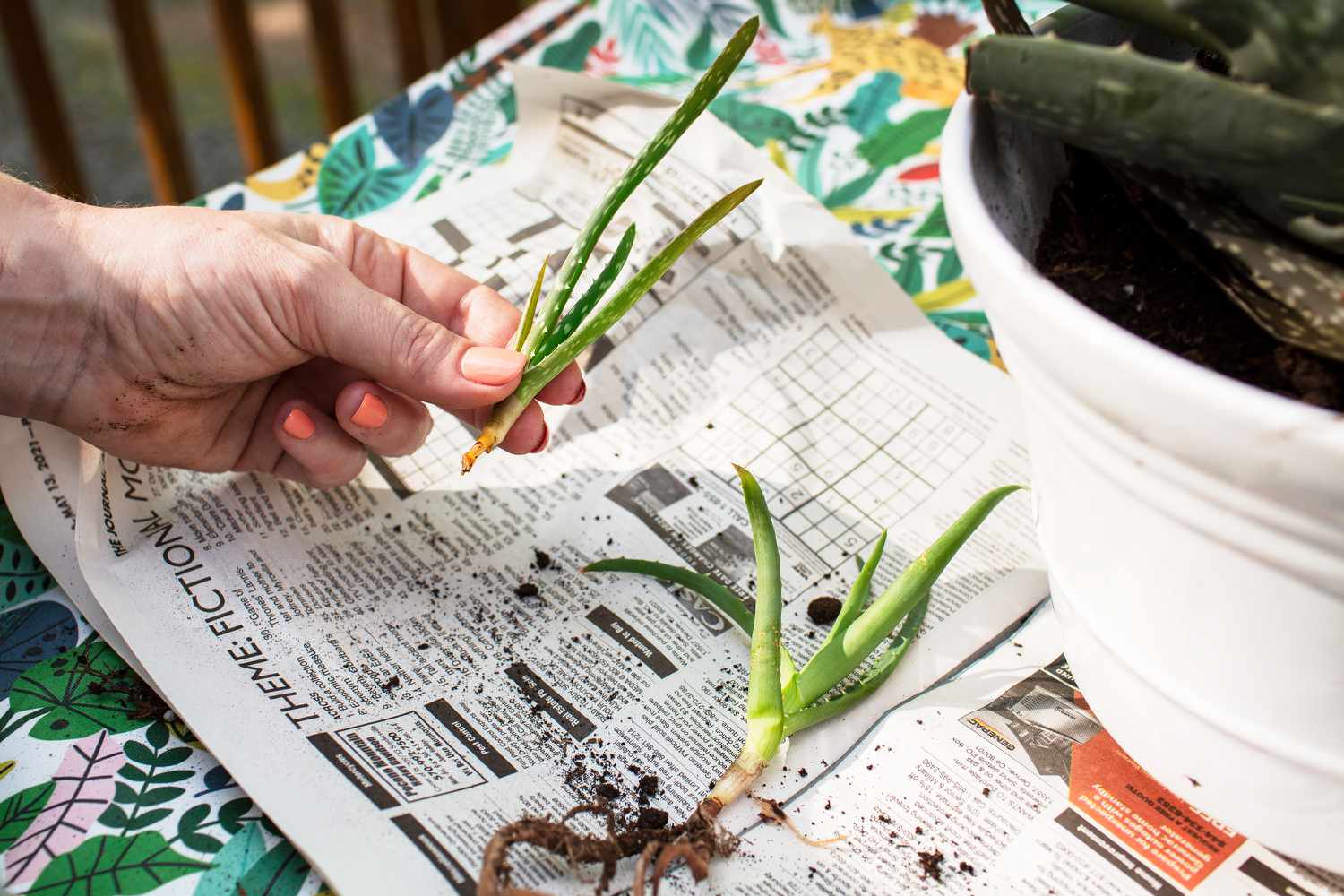 Aloe vera Welpen mit abgeschnittenen Enden auf Zeitungspapier