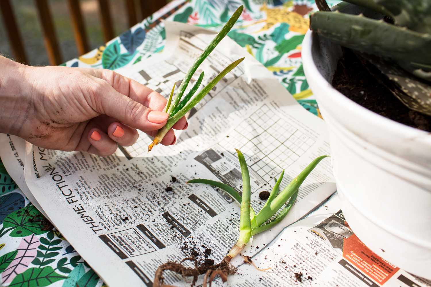 Crías de aloe vera separadas con las puntas callosas sobre papel de periódico