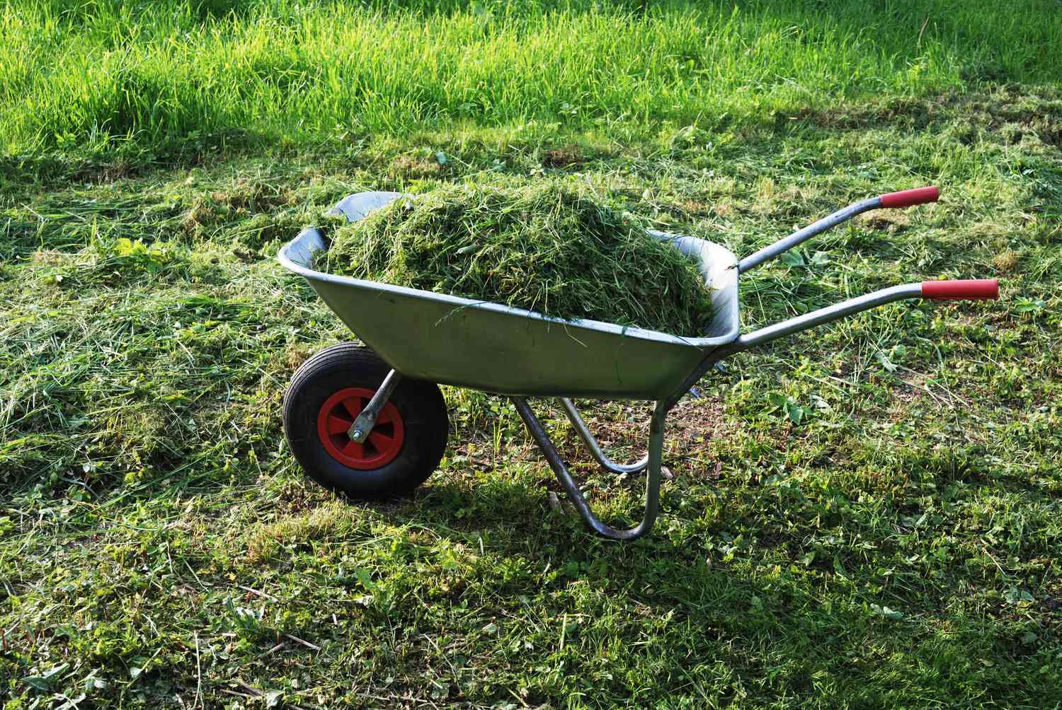 Grasschnitt auf dem Rasen ist in Ordnung, sollte aber kompostiert werden, bevor er dem Boden zugefügt wird