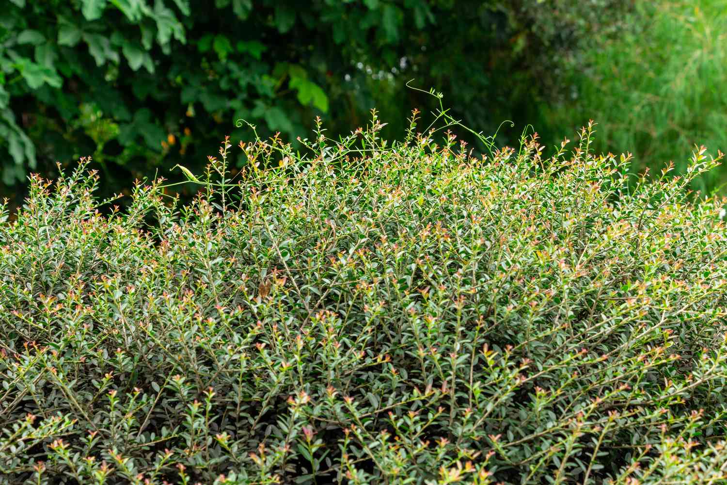 Zwerg-Jaupon-Stechpalme (Ilex vomitoria schillings) - Davie, Florida, USA