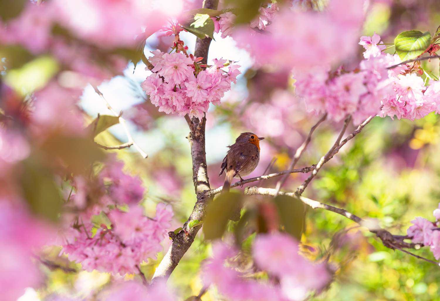 Kleiner brauner Vogel sitzt zwischen Zweigen mit rosa Blüten