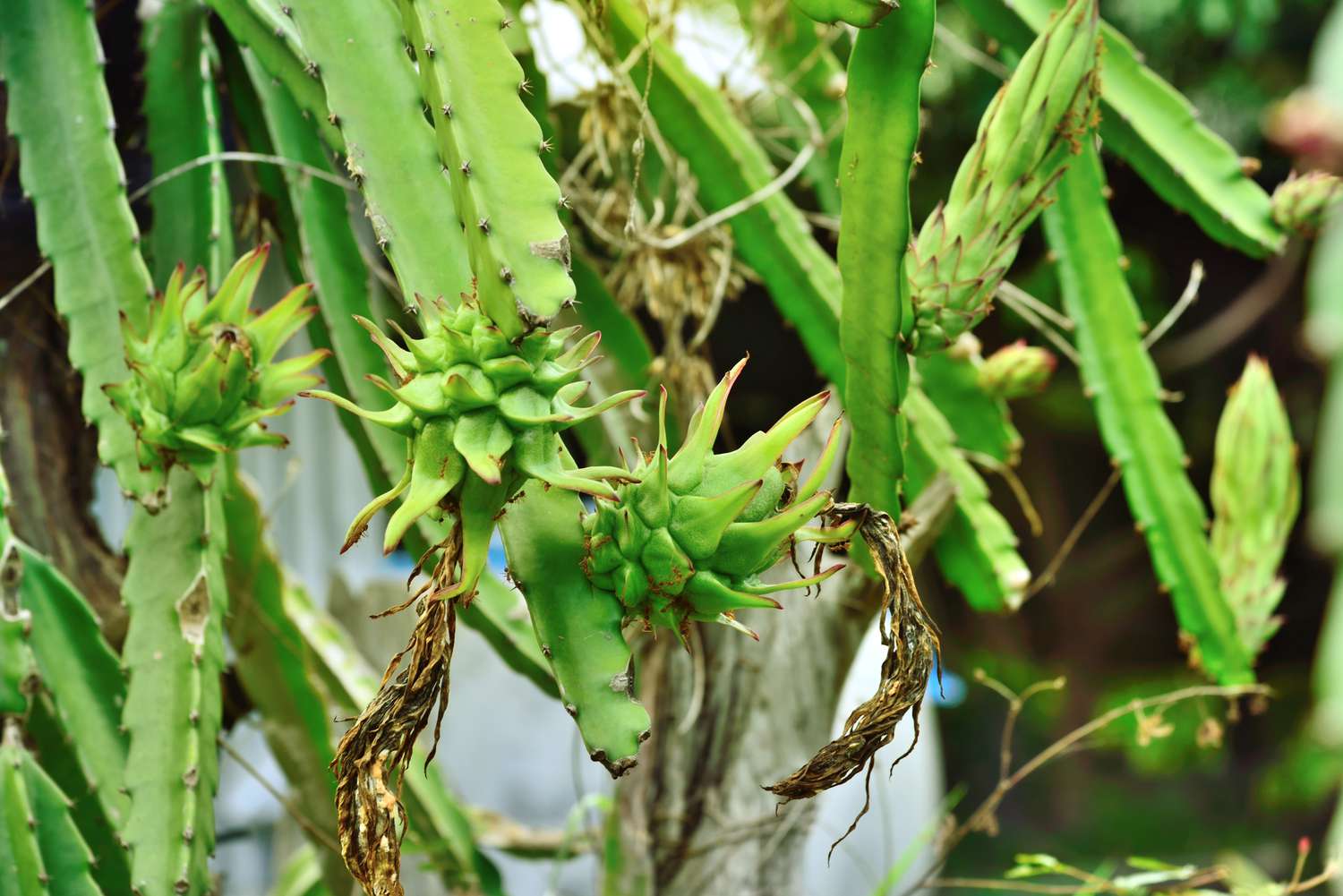 Cactus fruta del dragón con fruta inmadura