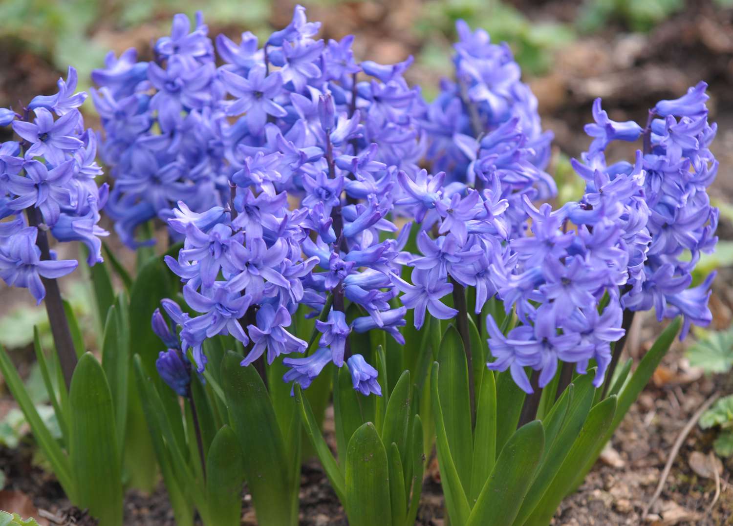 Flores de jacinto roxo com pequenas pétalas agrupadas