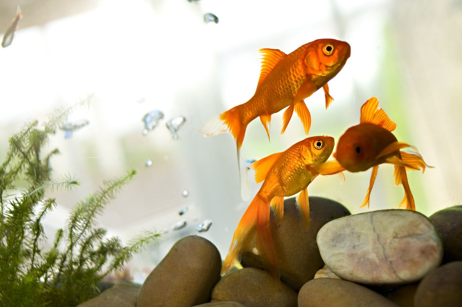 goldfish in a tank with some plants and large rocks