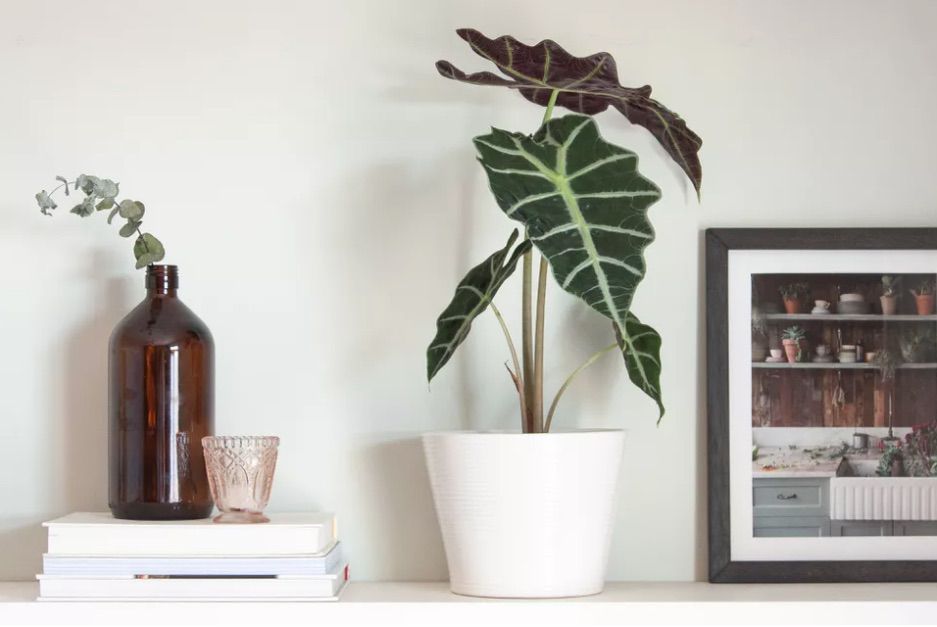 Afrikanische Maskenpflanze (Alocasia amazonica) vor einer weißen Wand.