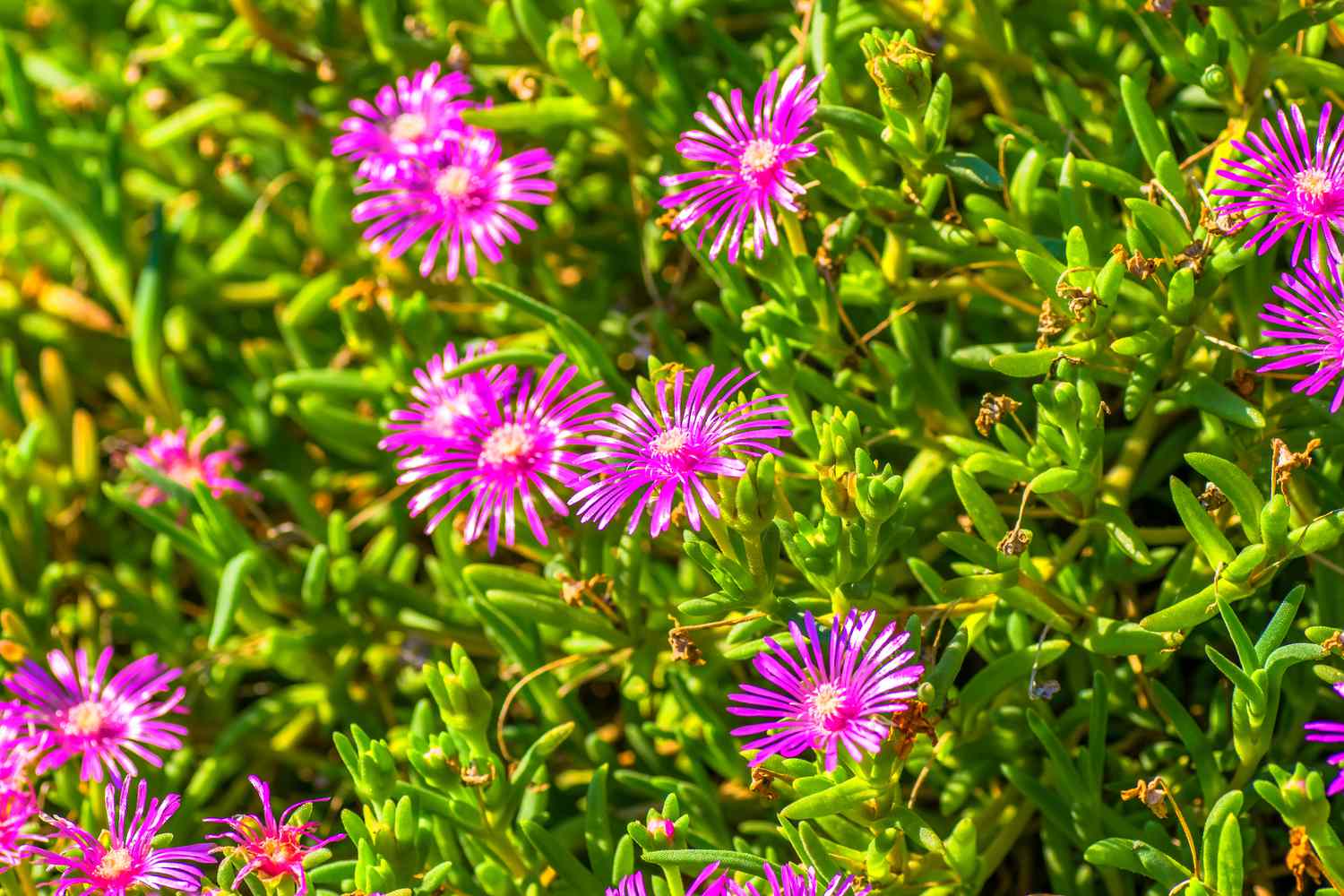 Campo de Delosperma cooperi, África do Sul