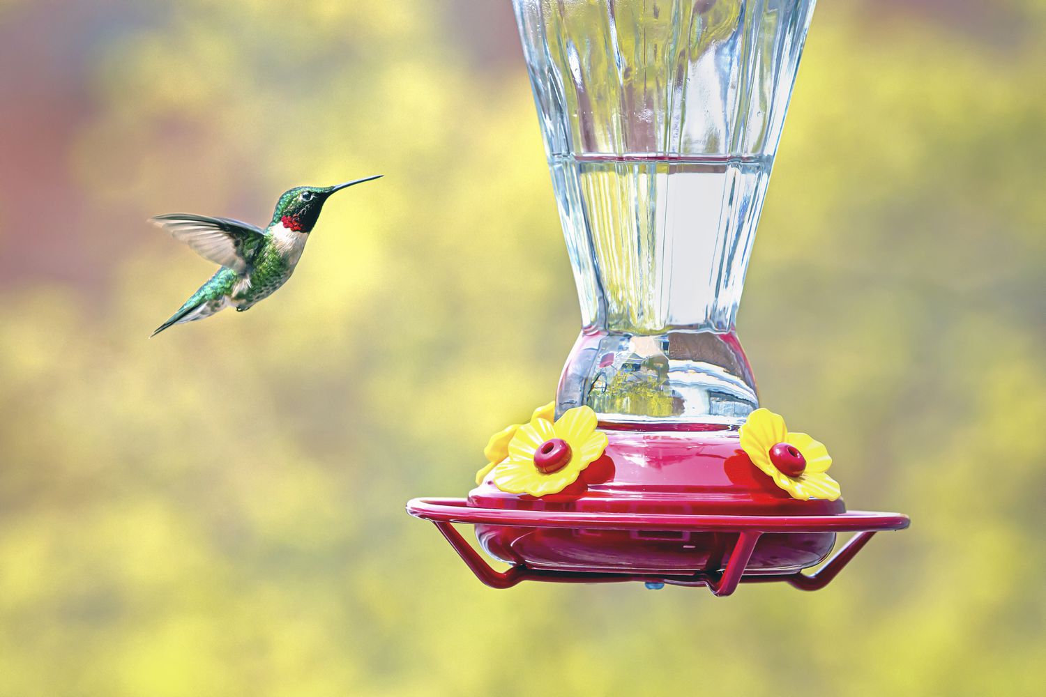 Kolibri fliegt in der Nähe eines roten Futterhäuschens.