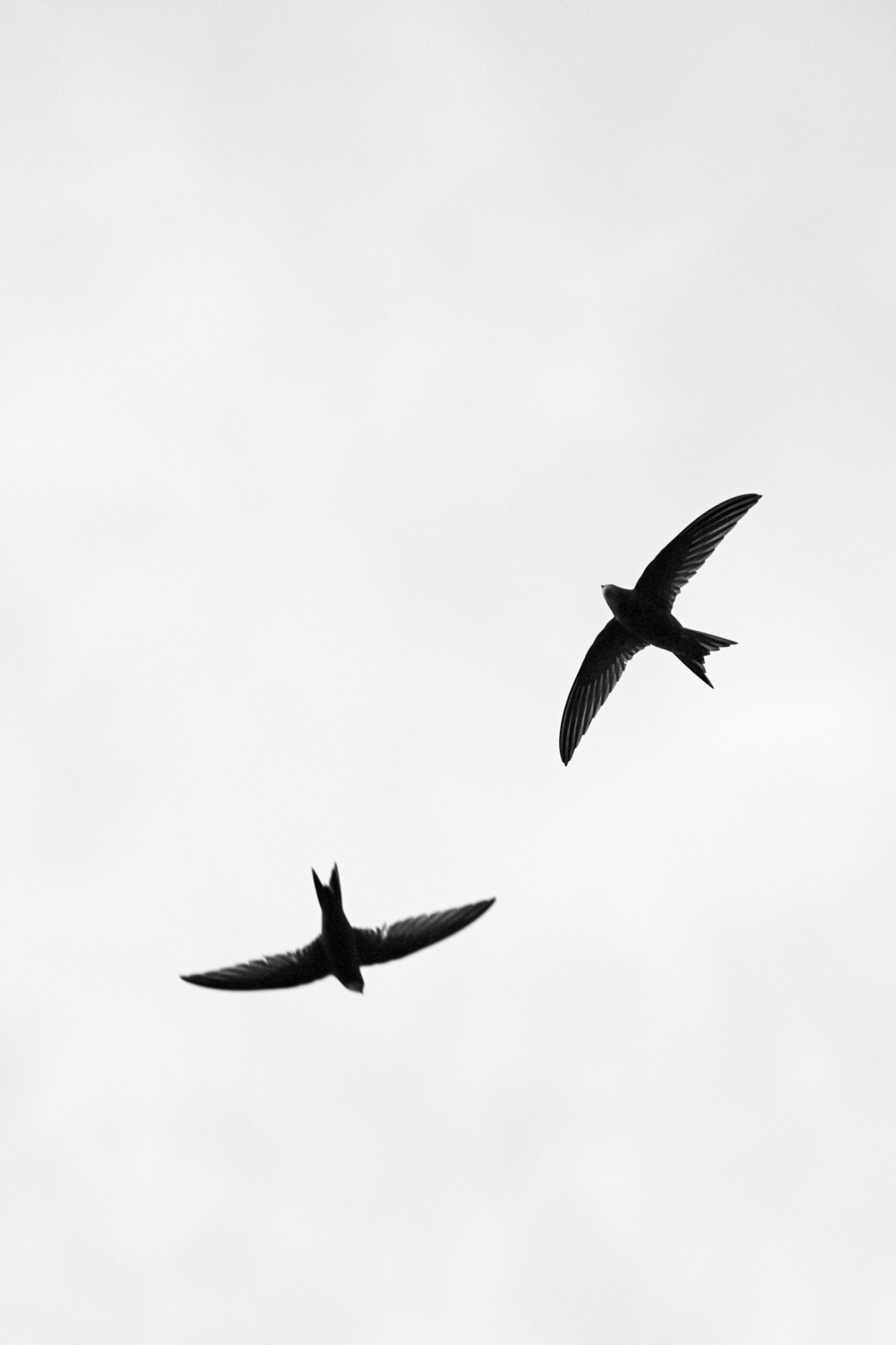 dos golondrinas volando - fotografía en blanco y negro